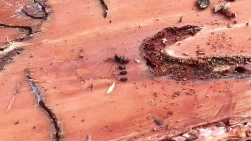 Close-up of a pine bark beetle on a tree trunk, showcasing its distinctive shape and texture against the bark.