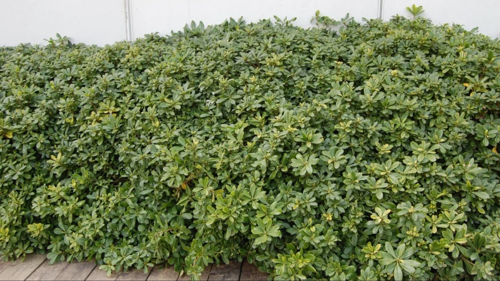 A dense pittosporum hedge featuring lush green leaves, providing a natural privacy screen in a garden setting.