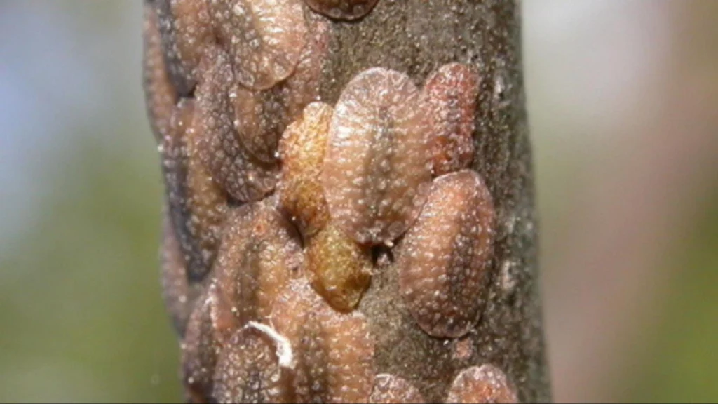 Close-up of a tree branch covered in numerous small brown scale insects, indicating an infestation.