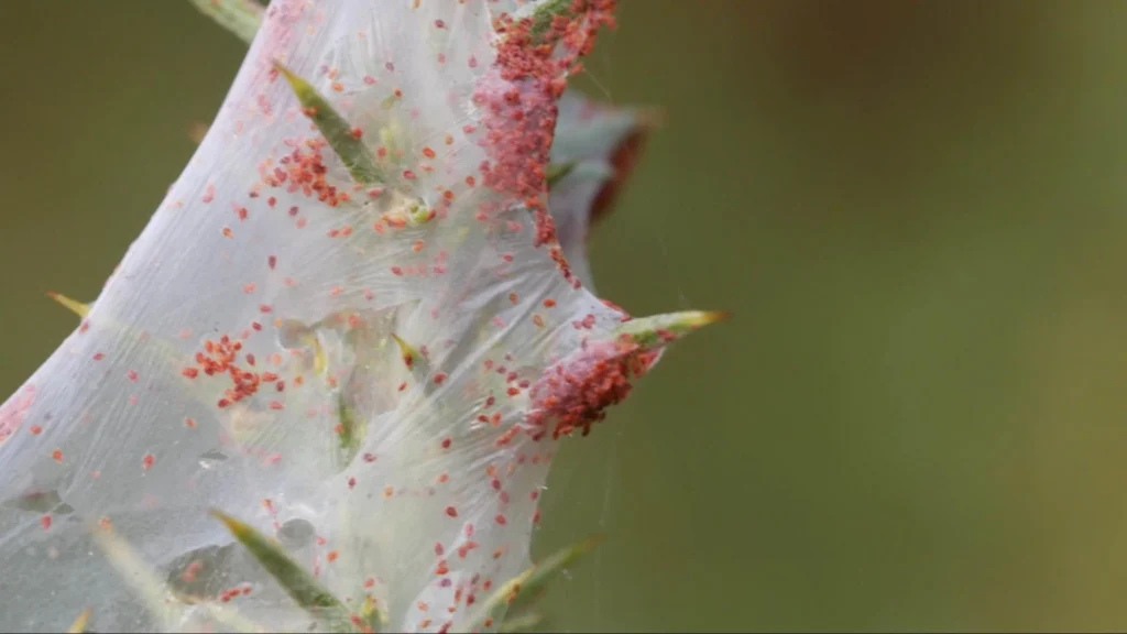 A close-up of a spider web featuring numerous red spider mites scattered throughout the strands.