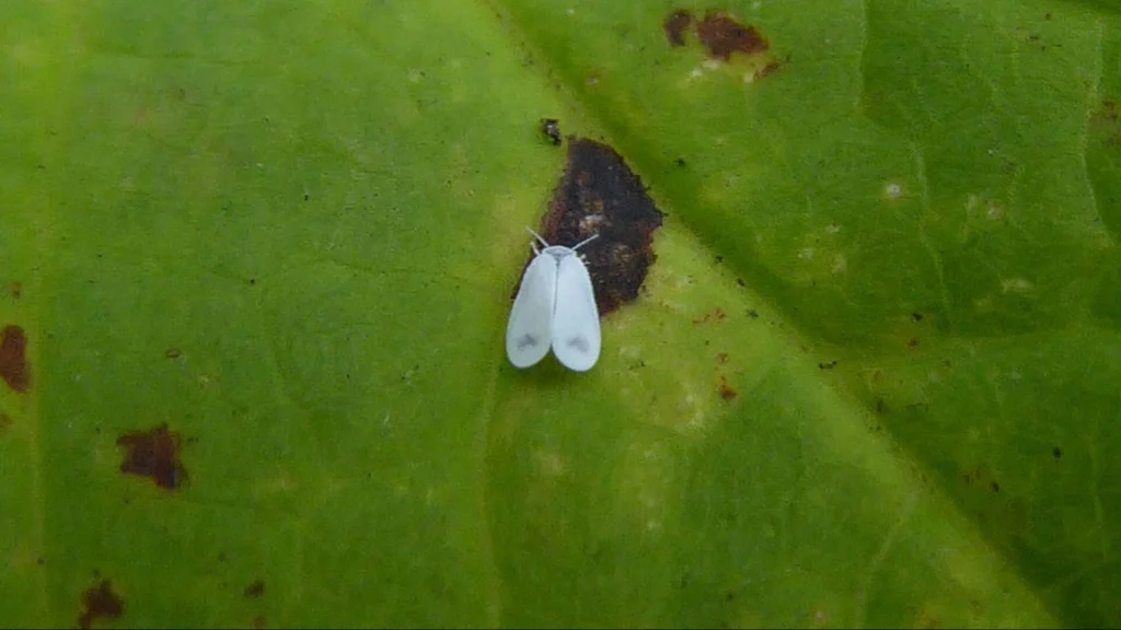 A whitefly resting on a green leaf, showcasing its delicate wings and body.