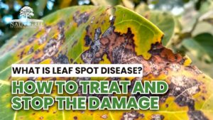 Diagram illustrating leaf spot disease, its symptoms, and treatment methods for affected plants.