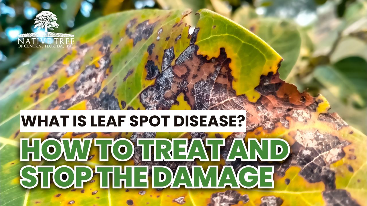 Diagram illustrating leaf spot disease, its symptoms, and treatment methods for affected plants.