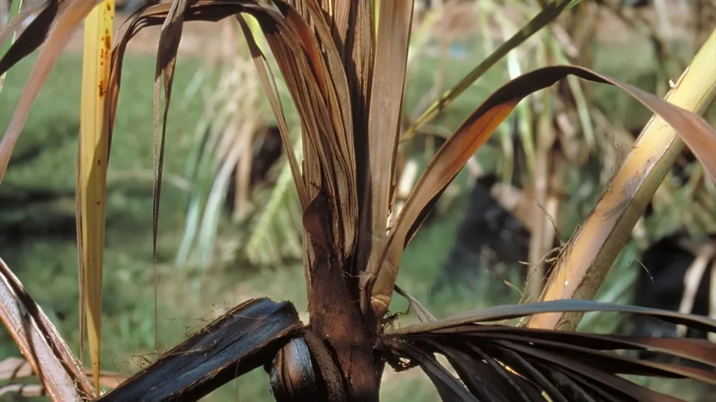 A palm tree with brown leaves and stems, indicating possible drought or disease affecting its health.