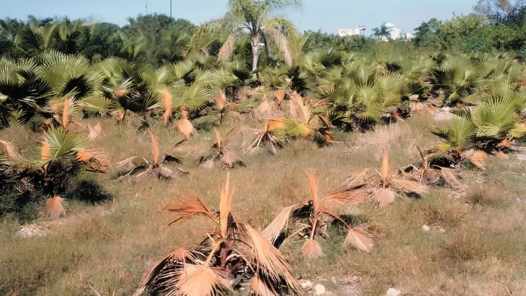 A field of palm trees with brown leaves, showcasing a tropical landscape under clear skies.