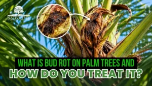 Infographic explaining bud rot on palm trees, including symptoms and treatment methods for effective management.