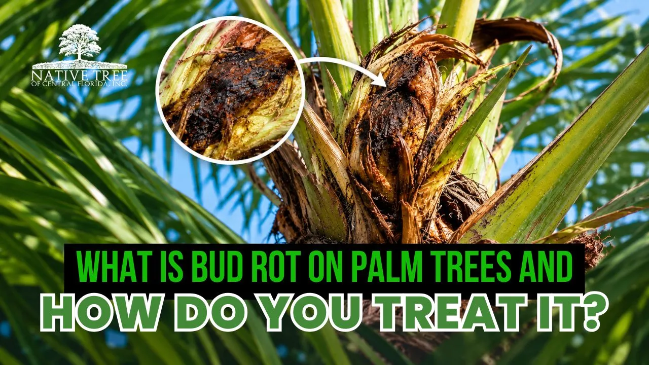 Infographic explaining bud rot on palm trees, including symptoms and treatment methods for effective management.