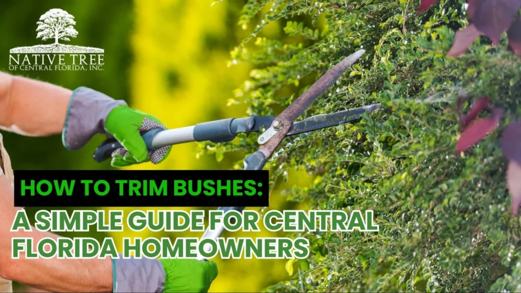 A guide on trimming bushes, featuring tools and techniques for Central Florida homeowners.