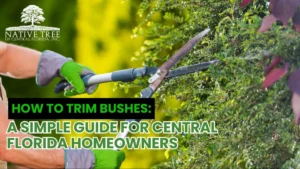 A guide on trimming bushes, featuring tools and techniques for Central Florida homeowners.