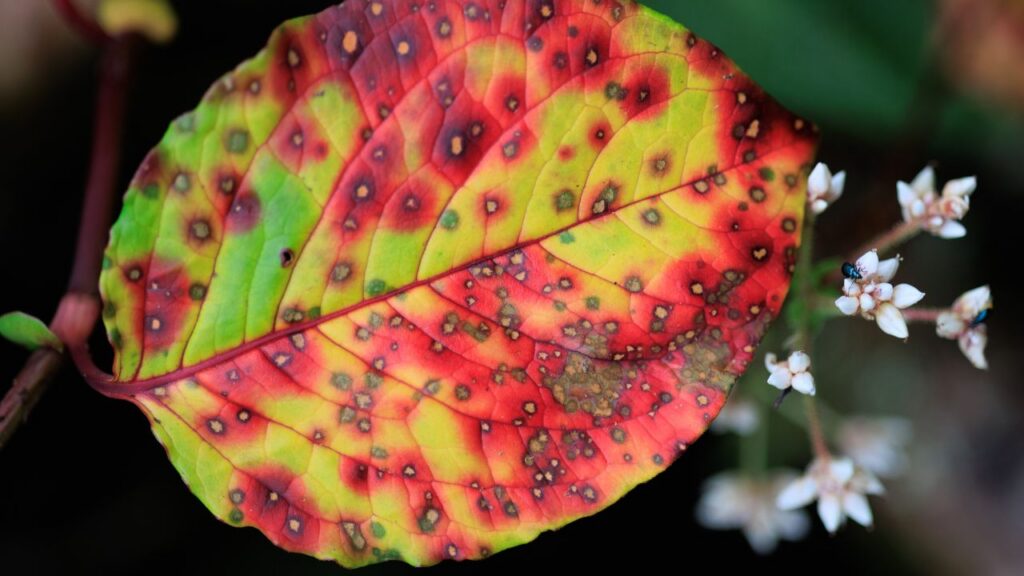 A leaf displaying vibrant red, yellow, and green spots, showcasing a unique and colorful pattern.