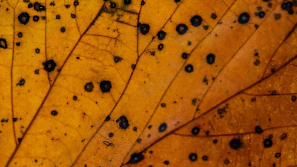 Close-up of a orange leaf featuring distinct black spots, indicating possible disease or pest damage.