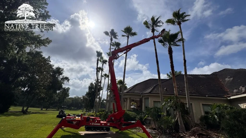 A red machine is lifting to repair a damaged palm tree after a hurricane, showcasing restoration efforts.
