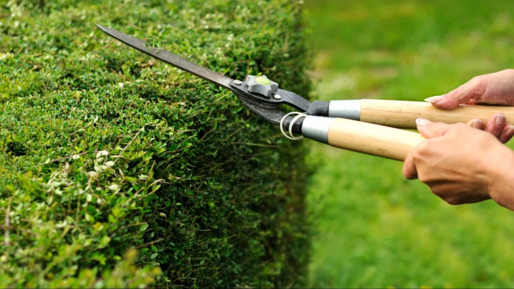 A person using scissors to trim a hedge, ensuring it remains full and well-shaped.